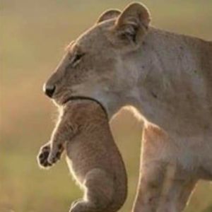 Meet your Posher, Timothy